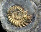 Pyritized Pleuroceras Ammonite Cluster - Germany #64846-1